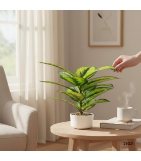 MACETA DE CALATHEA