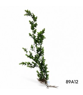 FOLLAJE COLGANTE DE RUSCUS