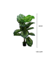 MACETA DE CALATHEA 120CM